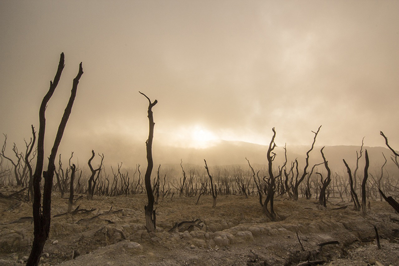 huelga clima 2019 bosque muerto